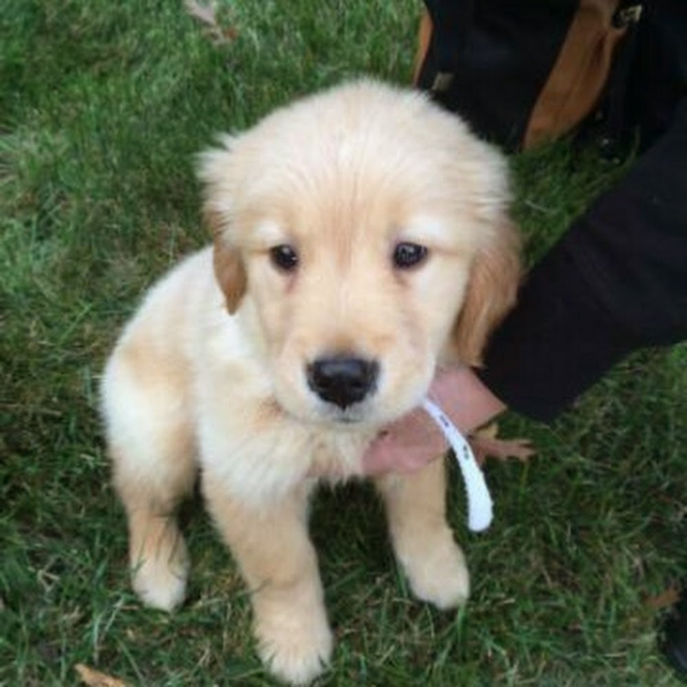 Meet your Posher, Donald